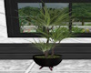 J|Tall Potted Plant