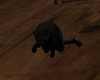 Raja Animated Black Cat