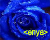 pict blue rose<enya>
