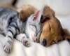 Kitten and Doggie
