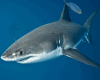 Sharks