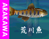[saya]ARAKAWA River fish