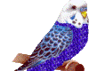 Bird. Budgie
