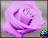 :S Rose. Purple
