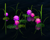 Pink Prple Water Lillies