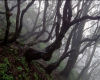 Tree Series #3
