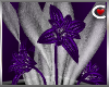 Divine Lillies Purple
