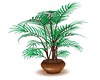 TBOE cosy plant