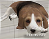 H. Puppy Beagle