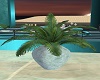 Pillow Talk Potted Palm