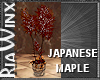 Wx:CFC Japanese Maple