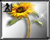 Sunflowers filler