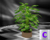 Tropical Potted Plant 