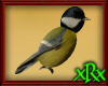 Yellow Bird
