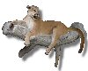 2D safari mounted cougar