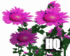 Pink Flowers