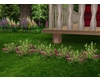 SunnyWildFlowers4Meadow