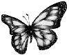 butterfly/ black -white
