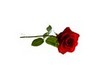 rose rouge