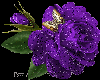 A Purple Rose ! Animated