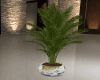 Potted Palm Plant