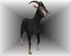 Animated Goat Black