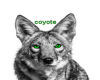 ~MD~coyotes pillow