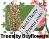 Bird cherry tree pink