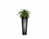 Tall potted plant