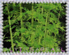 :A:BLACK Plant