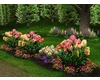 Peony&Daffodil Flowerbed