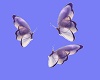 ani butterflies