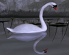 I. Swan