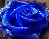 blue rose club