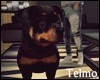 Rottweiler Dog HD