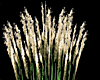 Ornamental Tall Grass