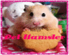 Boys Pet Hamsters w/Tank
