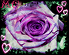 Purple butterfly Rose