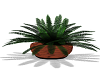 Potted Plant Brown