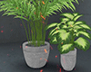 金 Modern Duo Plants