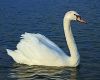 white swan