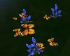 Monarch Butterfly Flock