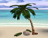 Island Coconut Palm Tree