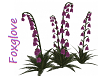 Purple FoxGlove Flowers