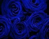 Blue Rose Wedding Pavill