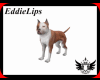 Dog Aquiles