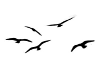 [ML] birds flying filler