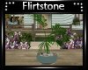 * Summer * Plant