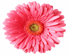 Daisy 6