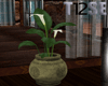 T12 Plant Calle
